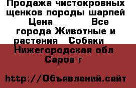 Продажа чистокровных щенков породы шарпей › Цена ­ 8 000 - Все города Животные и растения » Собаки   . Нижегородская обл.,Саров г.